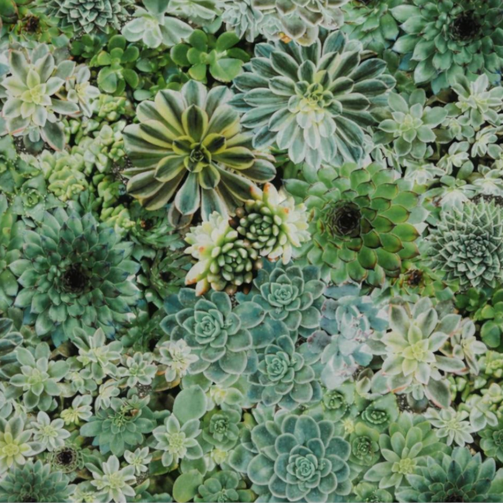 Tablecloth Water Resistant Green Succulent - Image 2