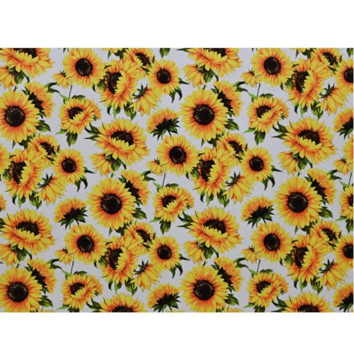 Sunflower-on-White.jpg